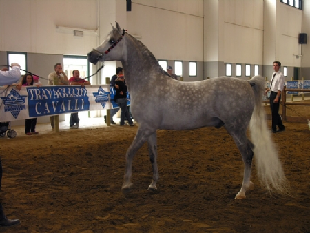 FIERACAVALLI - INTERNATIONAL HORSE FESTIVAL 